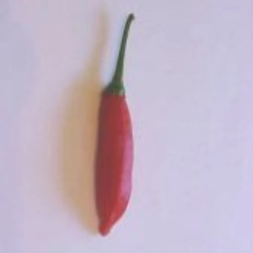 Capsicum Baccatum USDA #585239 Hot Peppers HP1384-10